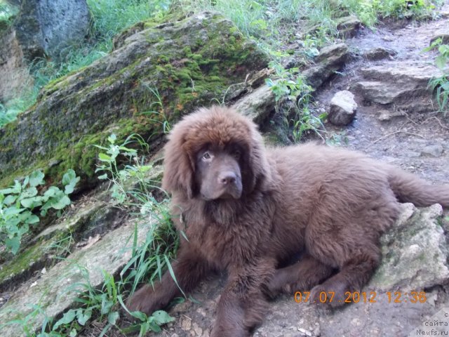 Фото: ньюфаундленд Hohotushka s Berega Dona (Хохотушка с Берега Дона)