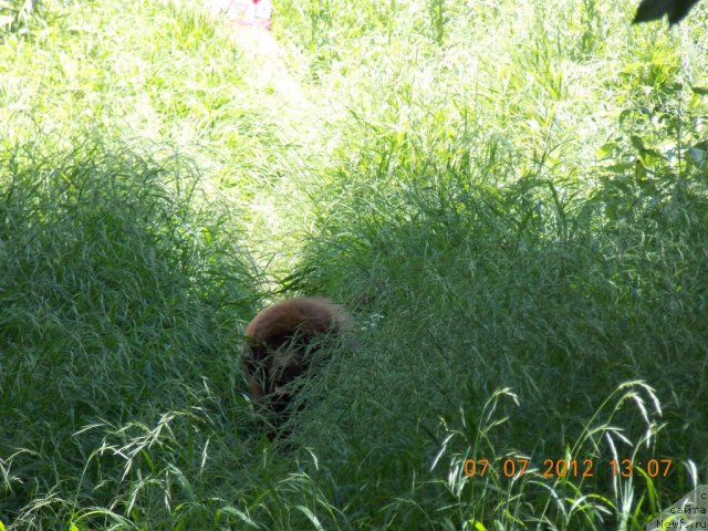 Фото: ньюфаундленд Hohotushka s Berega Dona (Хохотушка с Берега Дона)