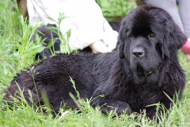 Фото: ньюфаундленд Beguschaya po Volnam Harizma (Бегущая по Волнам Харизма)