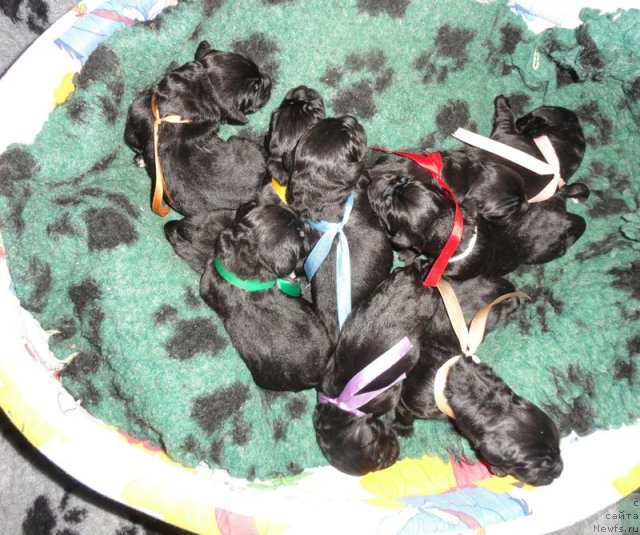 Фото: Щенки помета 