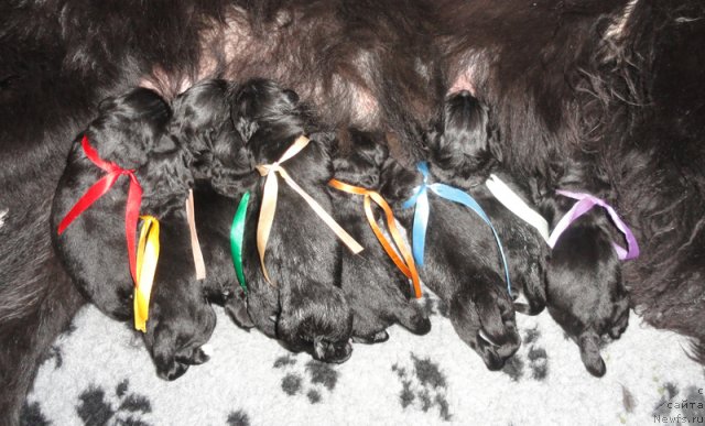 Фото: Щенки помета 