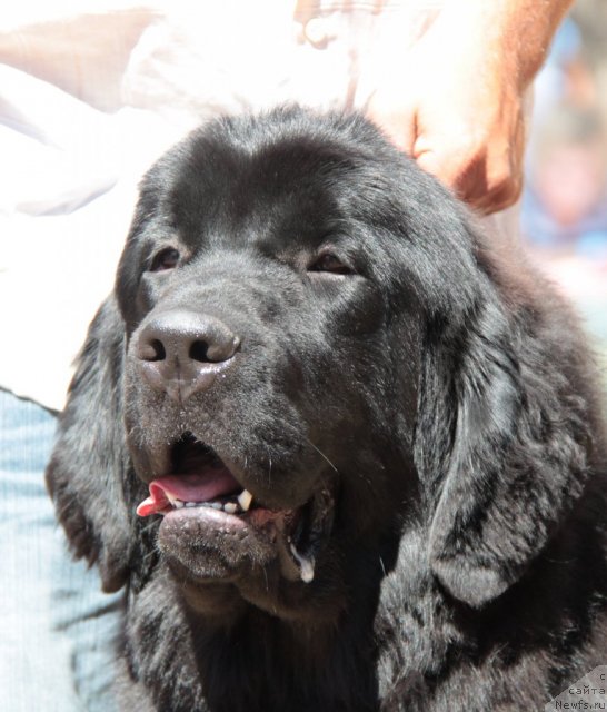 Фото: ньюфаундленд Zvezdnij Dar Afrodita (Звездный Дар Афродита)