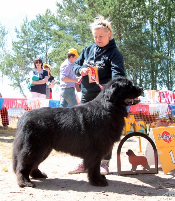 Фото: ньюфаундленд Chernomor  iz Medvejyego Yara (Черномор из Медвежьего Яра)