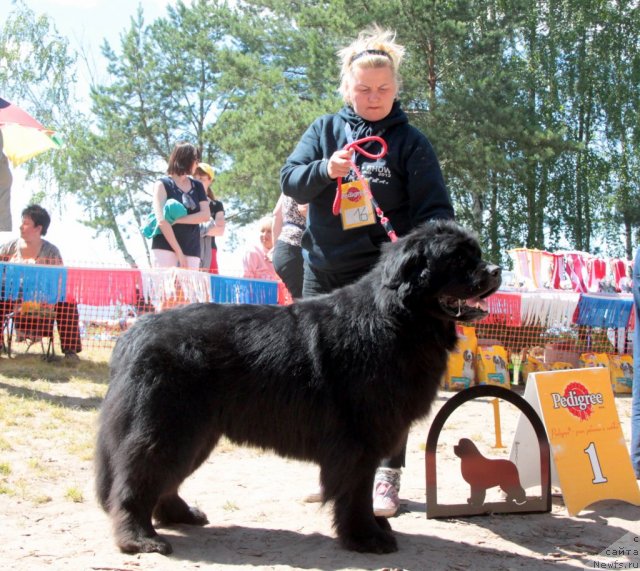 Фото: ньюфаундленд Chernomor  iz Medvejyego Yara (Черномор из Медвежьего Яра)