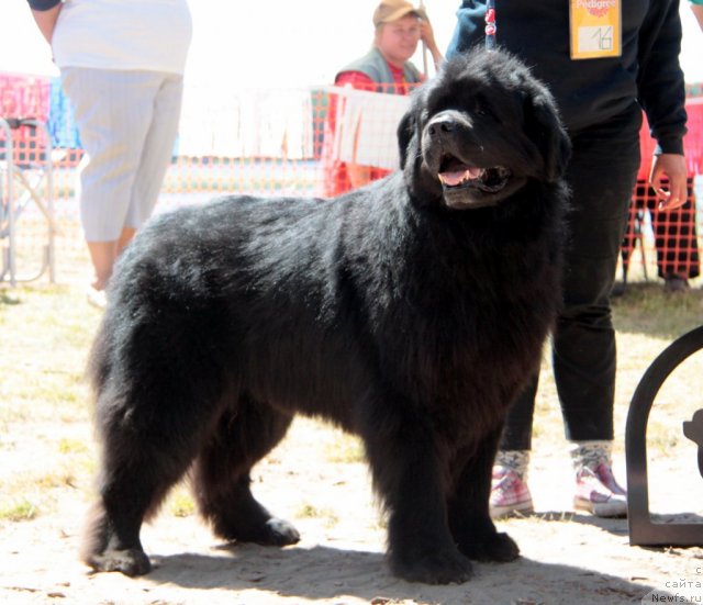 Фотография № 100977