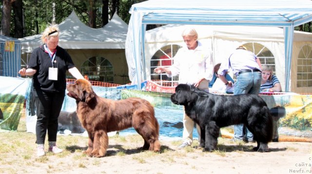 Фото: ньюфаундленд Aquatoriya Kelvin Reds Begin and Win (Акватория Келвин Редс Бегин энд Вин), На Гребне Волны Кубок Мира(о., [d9124] м., [d5659])