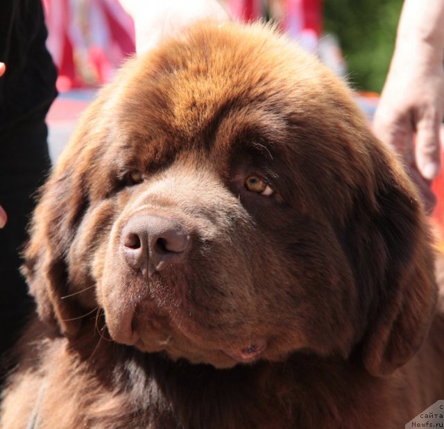 Фото: ньюфаундленд Aquatoriya Kelvin Reds Begin and Win (Акватория Келвин Редс Бегин энд Вин)