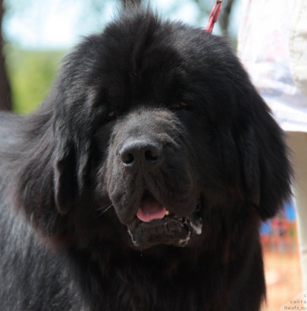 Фото: ньюфаундленд Na Grebne Volnyi Kubok Mira (На Гребне Волны Кубок Мира)