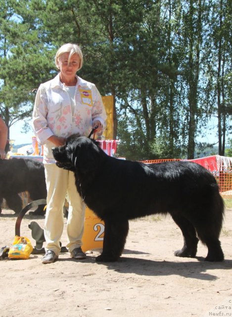 Фото: ньюфаундленд Na Grebne Volnyi Kubok Mira (На Гребне Волны Кубок Мира)