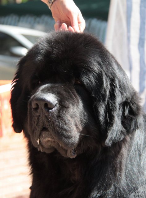 Фото: ньюфаундленд Flagman ot Sibirskogo Medvedja (Флагман от Сибирского Медведя)