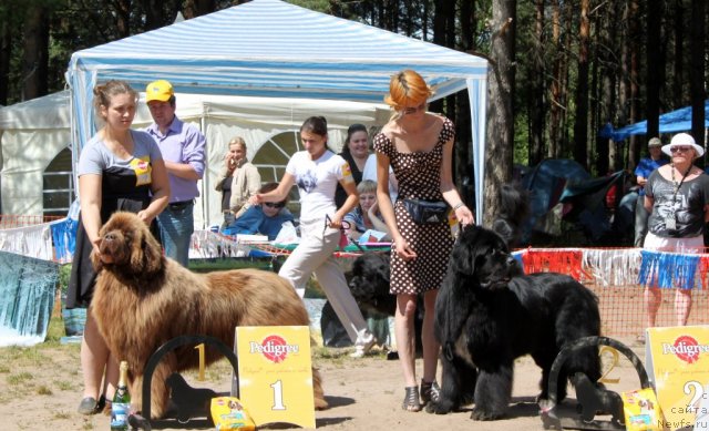 Фото: ньюфаундленд Komandor iz Medvej'ego YAra (Командор из Медвежьего Яра), ньюфаундленд Flagman ot Sibirskogo Medvedja (Флагман от Сибирского Медведя)