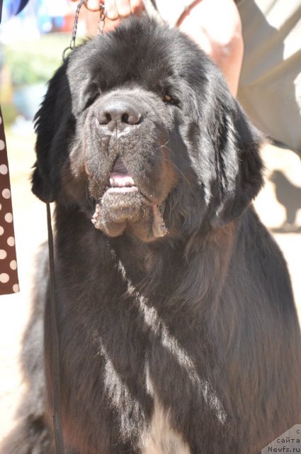Фото: ньюфаундленд Flagman ot Sibirskogo Medvedja (Флагман от Сибирского Медведя)