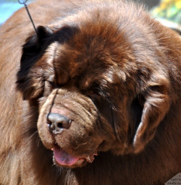 Фото: ньюфаундленд Super Premium Brabus (Супер Премиум Брабус)