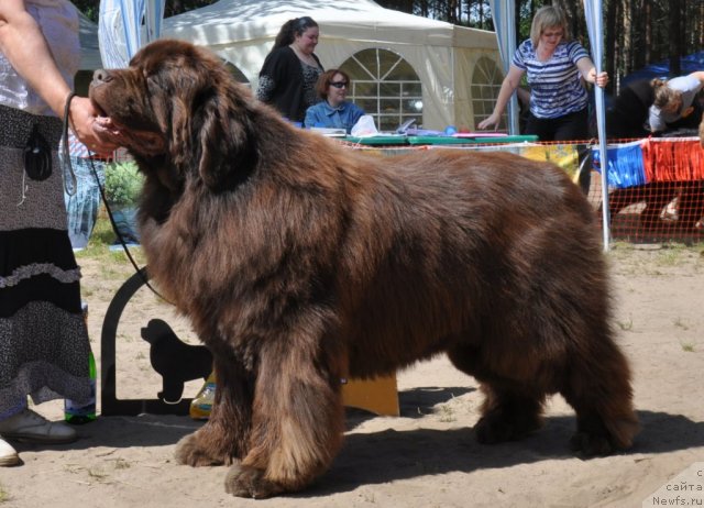 Фото: ньюфаундленд Super Premium Brabus (Супер Премиум Брабус)