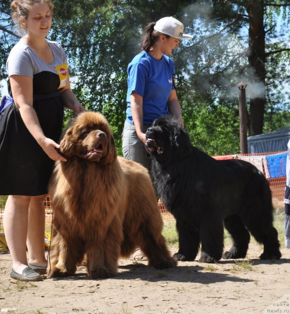Фото: ньюфаундленд Komandor iz Medvej'ego YAra (Командор из Медвежьего Яра), ньюфаундленд Aquatoria Kelvin Izumrudny Dozhd (Акватория Келвин Изумрудный Дождь)
