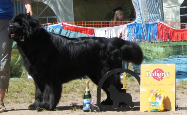 Фото: ньюфаундленд Aquatoria Kelvin Izumrudny Dozhd (Акватория Келвин Изумрудный Дождь)