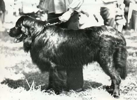 Фото: ньюфаундленд Dzor (Дзор)