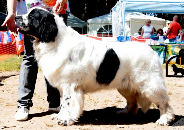 Фото: ньюфаундленд Sent Djons Carevna Lebed (Сент Джонс Царевна Лебедь)