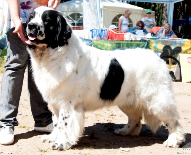 Фотография № 101010