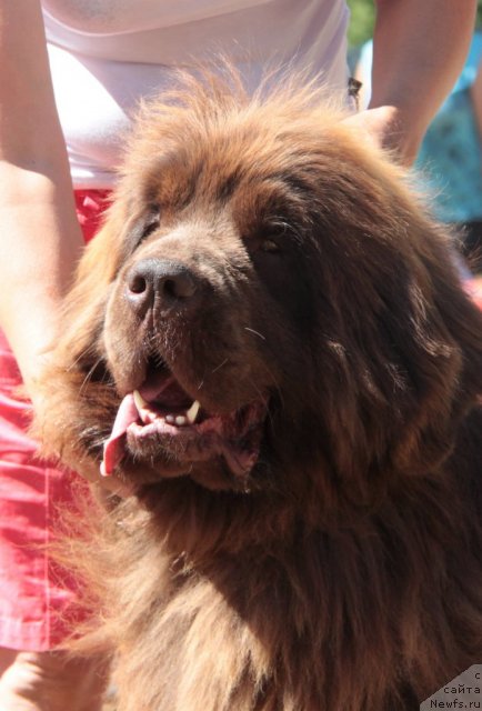 Фото: ньюфаундленд Barhatka Roskoshnaya (Бархатка Роскошная)