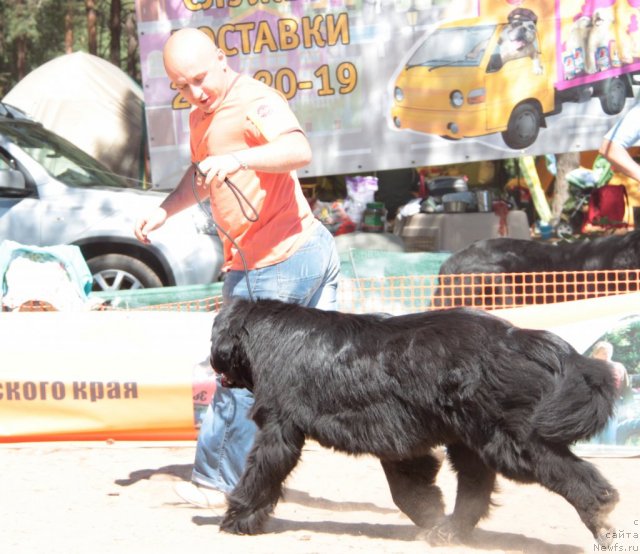 Фото: ньюфаундленд Ih Vyisochestvo Vladlena Madjiks (Их Высочество Владлена Маджикс)