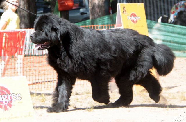 Фото: ньюфаундленд Ih Vyisochestvo Vladlena Madjiks (Их Высочество Владлена Маджикс)