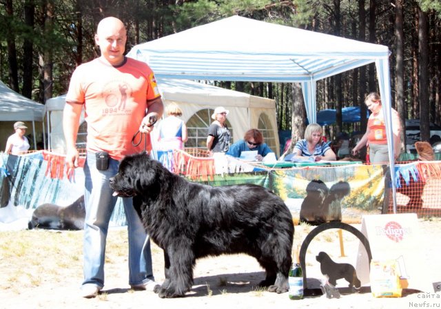 Фото: ньюфаундленд Ih Vyisochestvo Vladlena Madjiks (Их Высочество Владлена Маджикс)