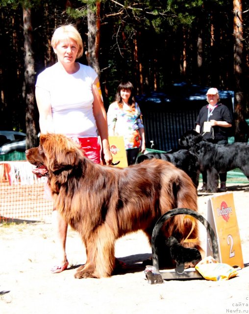 Фото: ньюфаундленд Barhatka Roskoshnaya (Бархатка Роскошная)