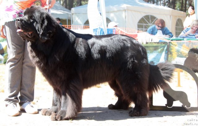 Фото: ньюфаундленд Sent Djons Ulrika (Сент Джонс Ульрика)