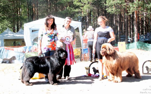Фото: ньюфаундленд Sent Djons Ulrika (Сент Джонс Ульрика), ньюфаундленд Komandor iz Medvej'ego YAra (Командор из Медвежьего Яра), Natal'ya Potehina (Наталья Потехина)