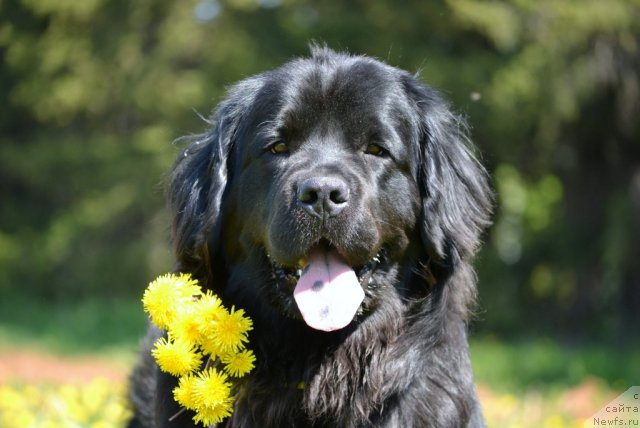 Фото: ньюфаундленд Nefertiti Krasavica Gryadet (Нефертити Красавица Грядет)
