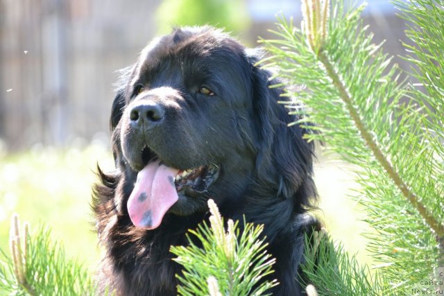 Фото: ньюфаундленд Nefertiti Krasavica Gryadet (Нефертити Красавица Грядет)