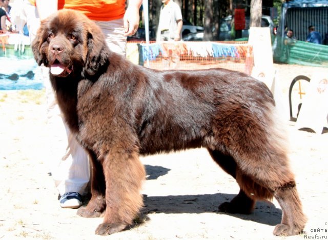 Фото: ньюфаундленд Moroshka iz Carstva Medvedey (Морошка из Царства Медведей)