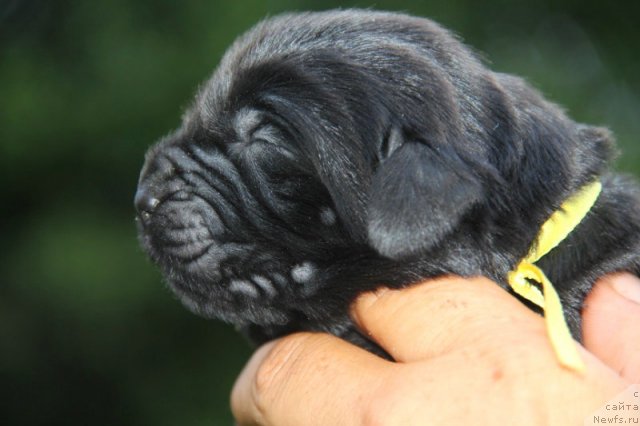 Фото: ньюфаундленд Beguschaya po Volnam Hasta la Vista (Бегущая по Волнам Хаста ла Виста)