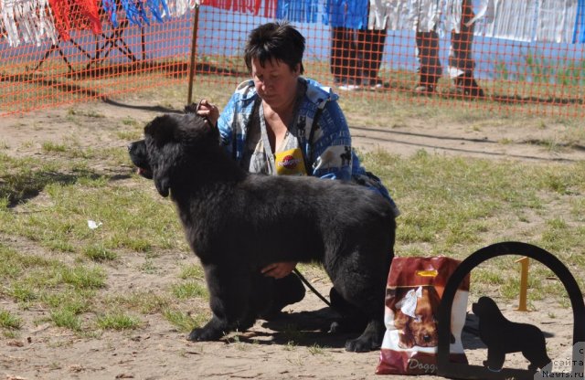 Фото: ньюфаундленд Obush SHed Adamant (Обуш Шед Адамант)