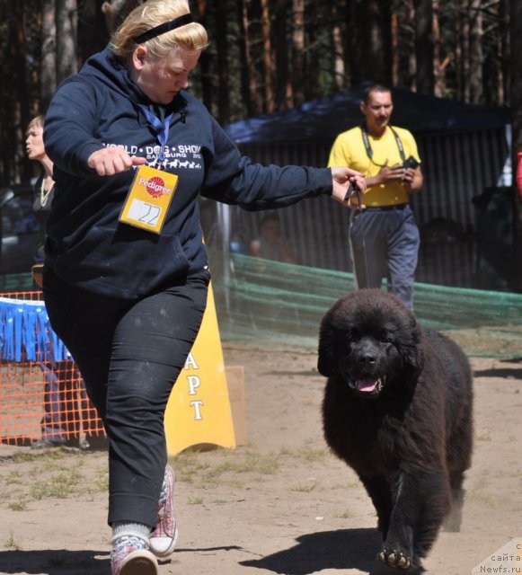 Фото: ньюфаундленд Aquatoriya Kelvin Undisputed Wins (Акватория Келвин Ундиспьютид Винс)