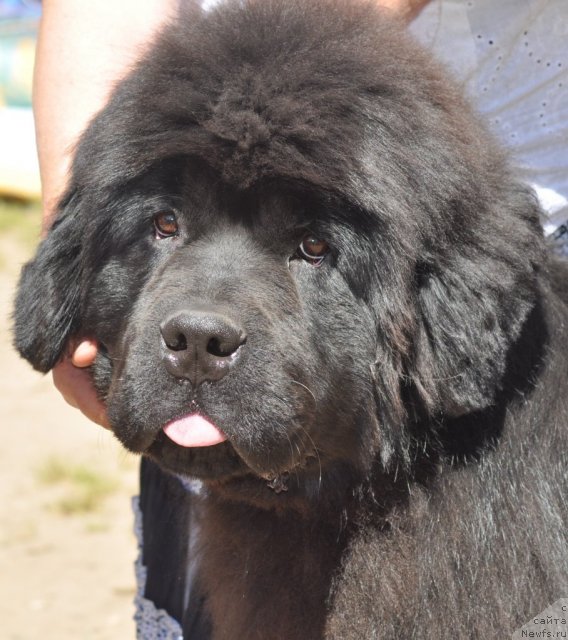 Фото: ньюфаундленд S'Nezhnaya Vjuga Armando Parusso (С'Нежная Вьюга Армандо Паруссо)