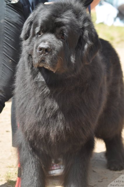 Фото: ньюфаундленд Chernomor  iz Medvejyego Yara (Черномор из Медвежьего Яра)