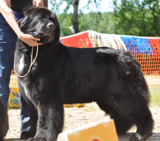 Фото: ньюфаундленд Black Diamond Agidel ot Potapa Merilin (Блэк Диамонд Агидель от Потапа Мерилин)
