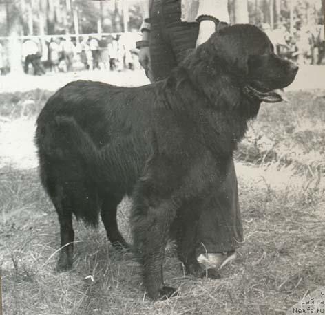 Фото: ньюфаундленд Ul'f Lirsi (Ульф Лирси)