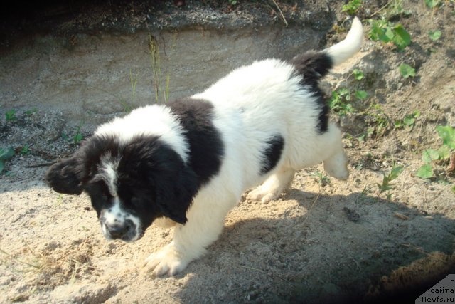 Фотография № 101145