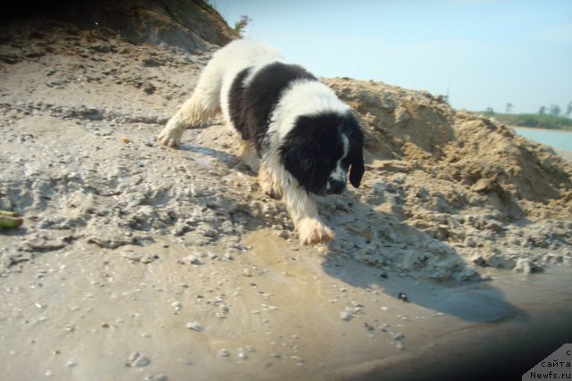 Фотография № 101146