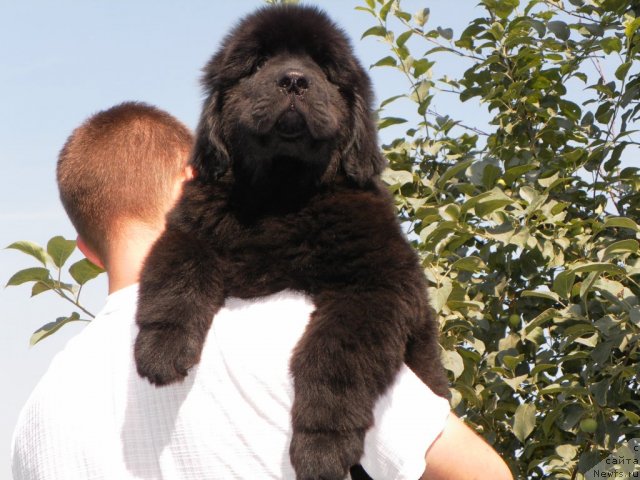 Фото: ньюфаундленд Bi Perfekt Ademi (Би Перфект Адеми)