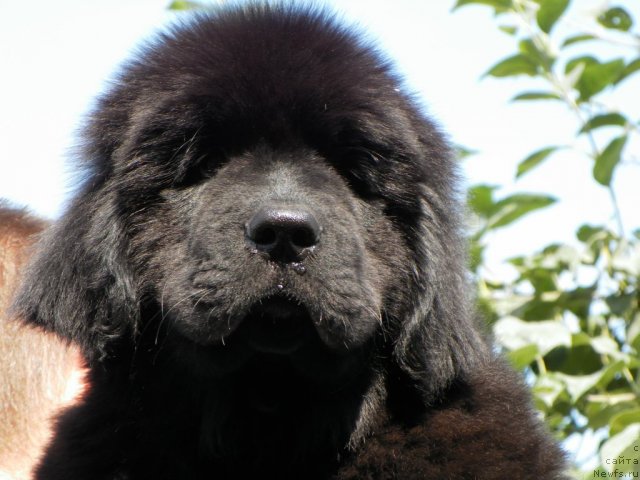 Фото: ньюфаундленд Bi Perfekt Ademi (Би Перфект Адеми)