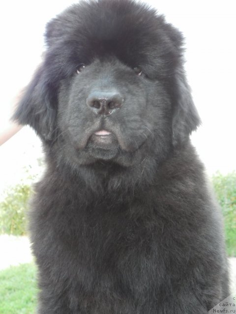 Фото: ньюфаундленд Bi Perfekt Ademi (Би Перфект Адеми)