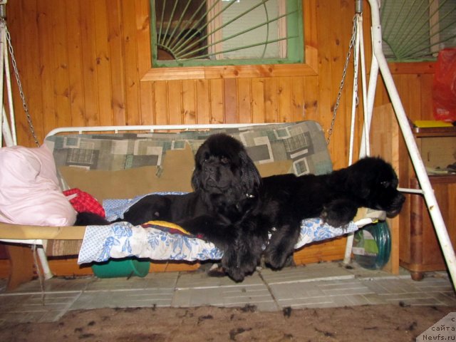 Фото: Кутя и Яша