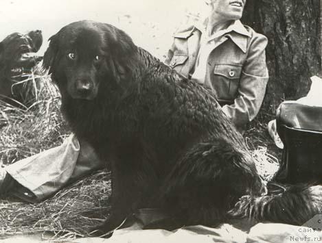 Фото: ньюфаундленд Kayra Bey (Кайра Бей)