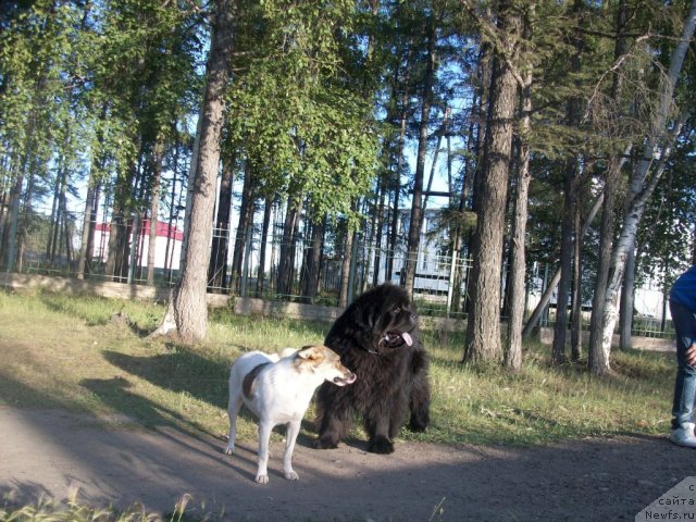 Фото: ньюфаундленд Karat iz Medvejyego Yara (Карат из Медвежьего Яра)