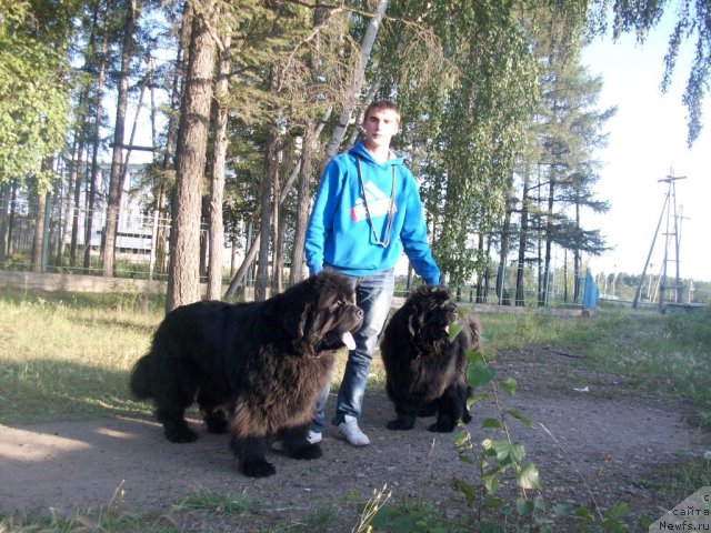 Фото: ньюфаундленд Karat iz Medvejyego Yara (Карат из Медвежьего Яра), ньюфаундленд Yarada iz Sibirskoy Glubinki (Ярада из Сибирской Глубинки)