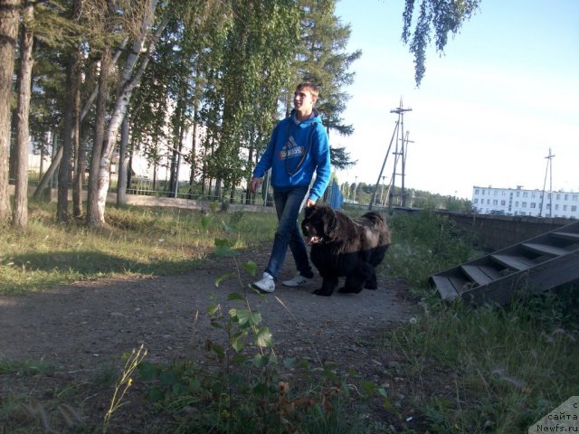 Фото: ньюфаундленд Yarada iz Sibirskoy Glubinki (Ярада из Сибирской Глубинки)